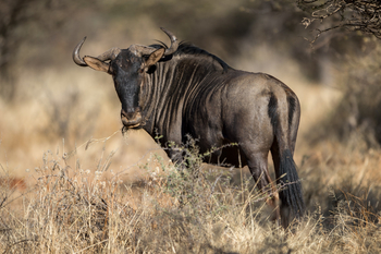 Old Traders Lodge: Gnu