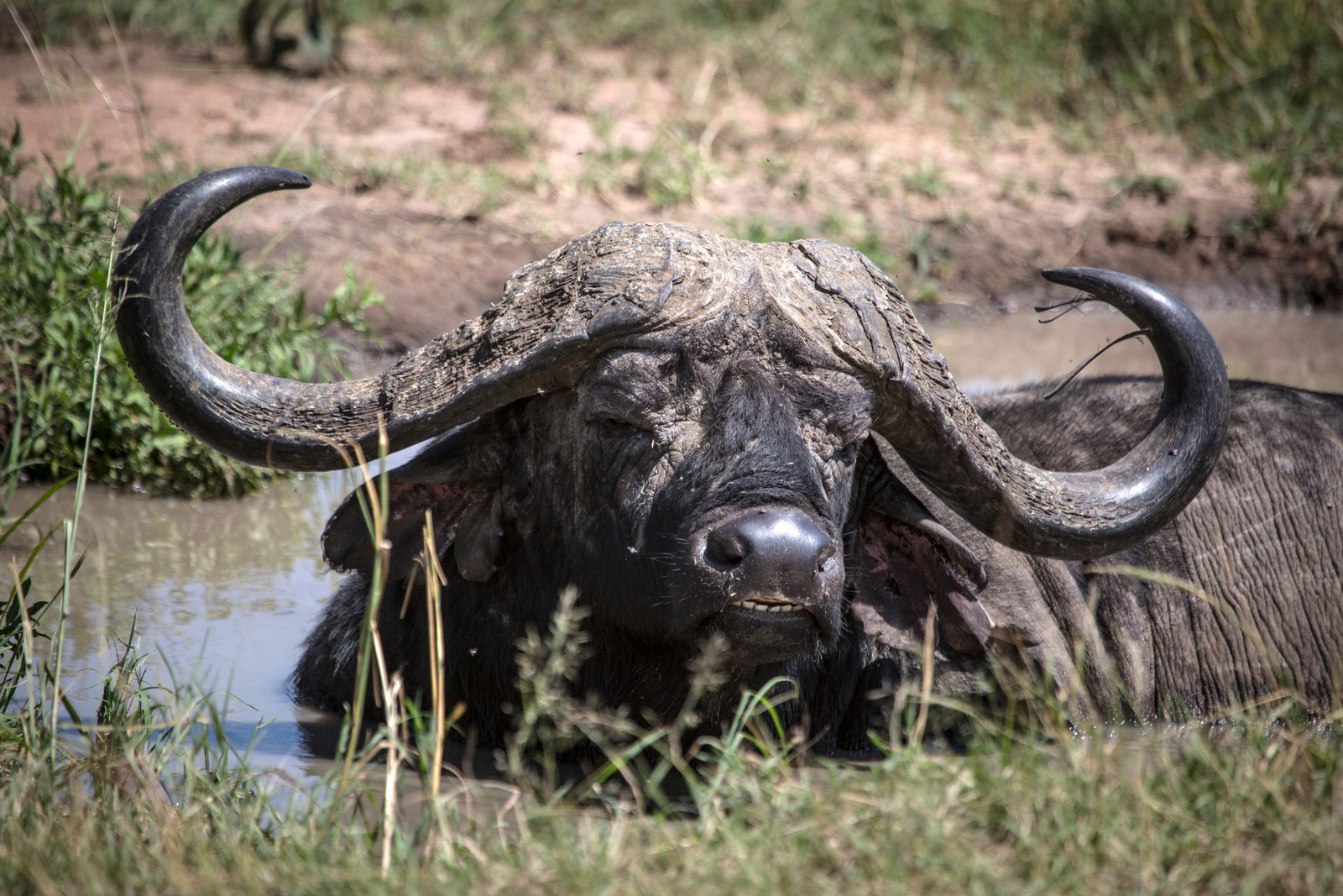 Rekero Camp Rekero Camp: Büffel im Fluss
