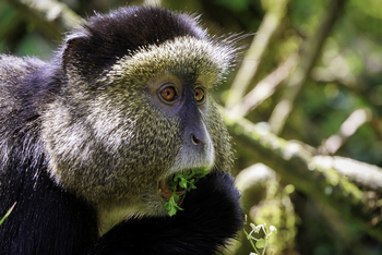 Sabyinyo Silverback Lodge: Golden Monkey