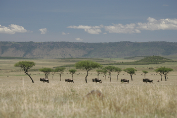 Saruni Mara Camp: Gnus in der Savanne