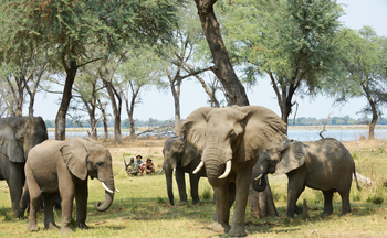 Sausage Tree Camp: Walking Safari