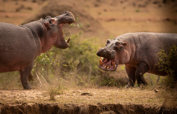 Serian Camps: Hippo Fight