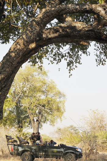 Shenton Safaris: Game Drives