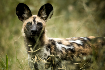 Singita Pamushana Lodge: Wildhund