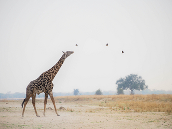 Sungani Lodge Sungani Lodge: Giraffe auf der Kulandial-Ebene