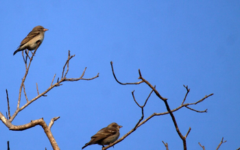 Svasara Jungle Lodge: Chestnut-Shouldered Petronia