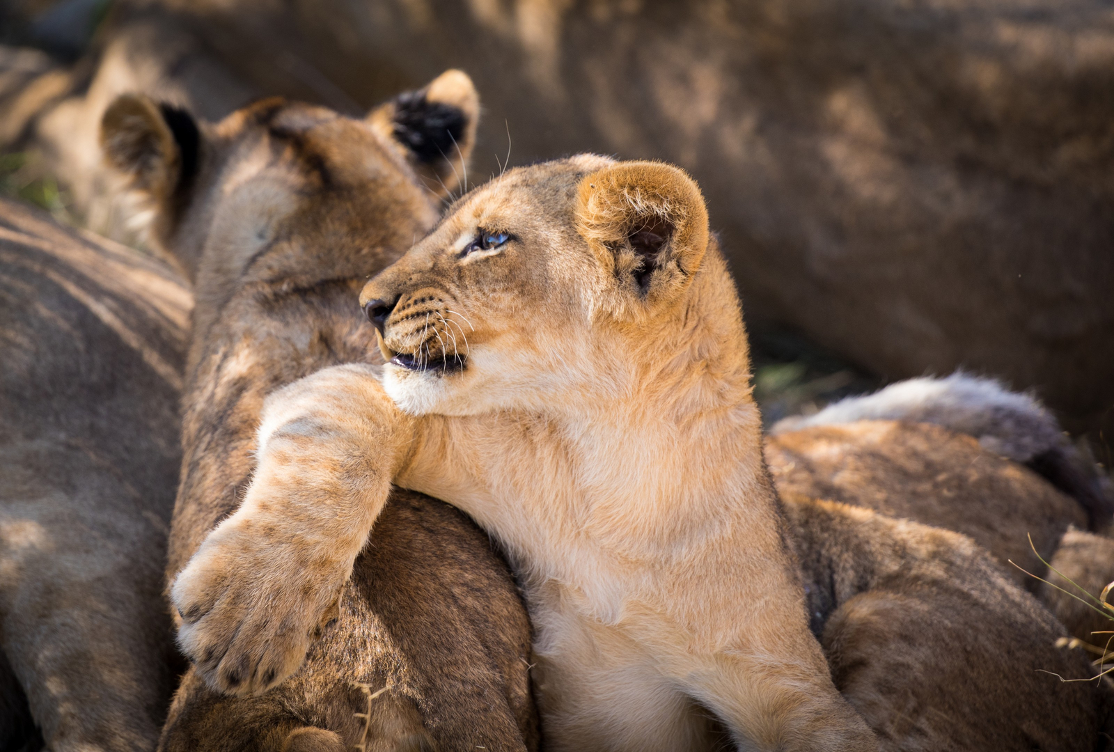 The Dhow Suite at Zarafa The Dhow Suite at Zarafa: Junger Löwe