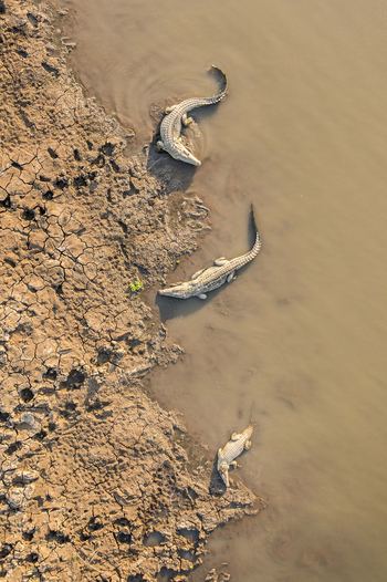 Time + Tide South Luangwa: Krokodile