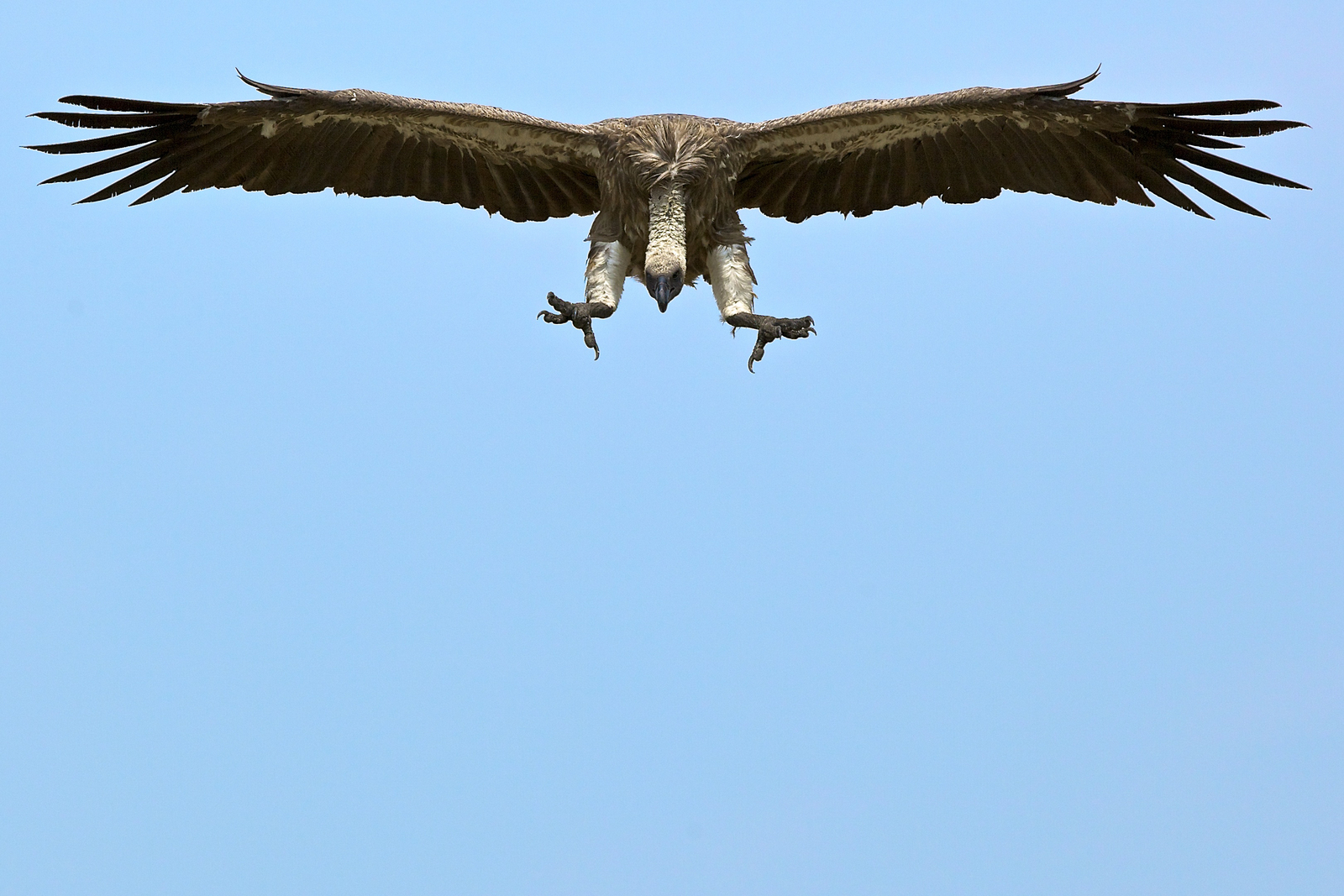 Konkamoya Lodge Konkamoya Lodge: White-backed Vulture - Gyps africanus