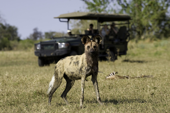Zarafa Camp: Wildhund