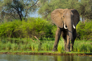 Amanzi Camp: Elefantenbulle