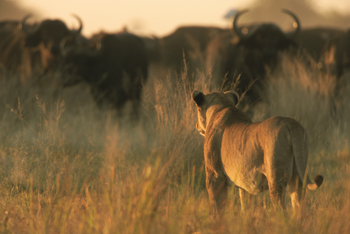 Duba Explorers Camp: Löwe vor Büffelherde