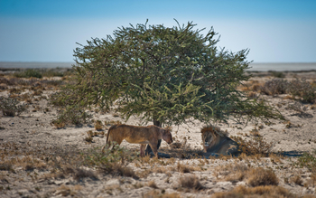 Etosha Safari Camp: Löwenpärchen