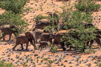 Grootberg Lodge Grootberg Lodge: Elefanten
