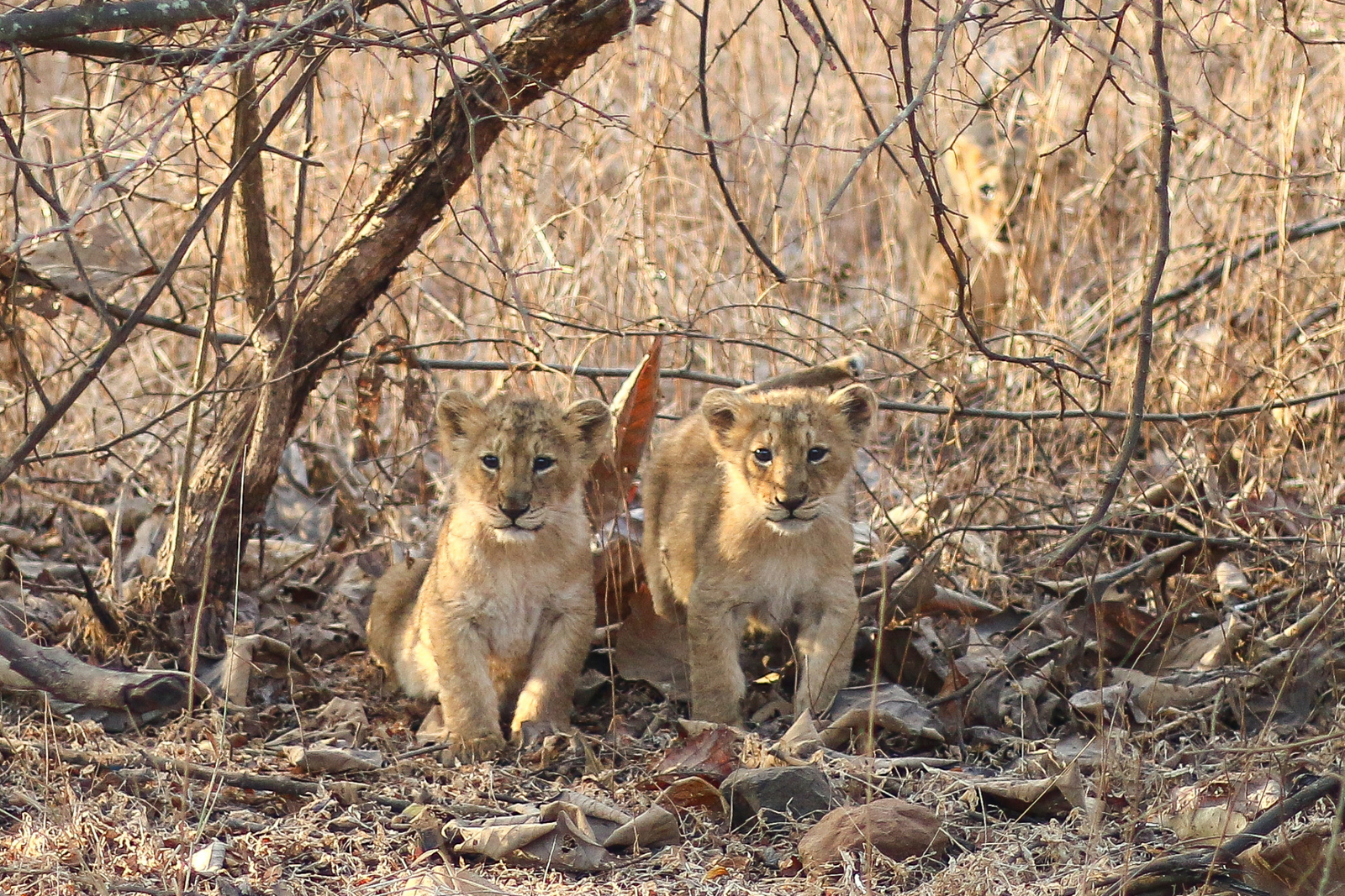 Aramness Aramness: Zwei Löwenbabies