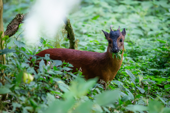 Koroi Forest Camp: Chinesischer Muntjak