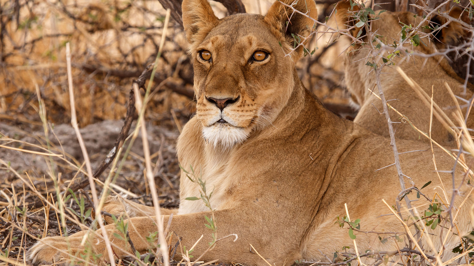 Lianshulu Lodge Lianshulu Lodge