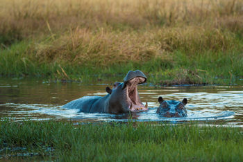 Little Machaba Camp: Nilpfrede
