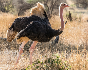 Naona Moru Camp: Männlicher Strauß
