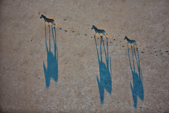 Camp Kalahari Camp Kalahari: Große Wanderung der Zebras