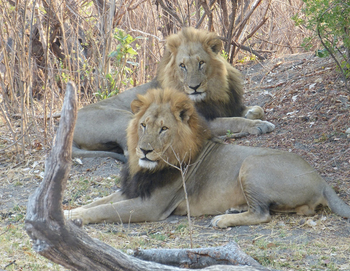 Nogatsaa Pans Chobe Lodge: Löwenbrüder