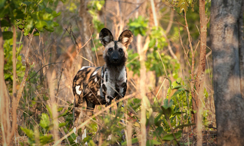 Ntemwa Busanga Bushcamp Ntemwa Busanga Bushcamp: Wildhund