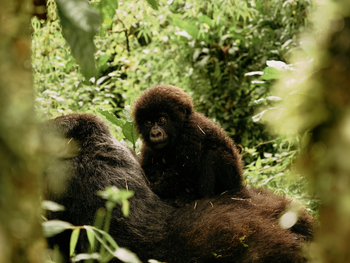 One and Only Gorilla's Nest: Gorillas