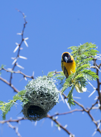 Richard's River Camp: Webervogel