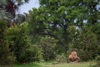 Royal Zambezi Lodge: Löwe