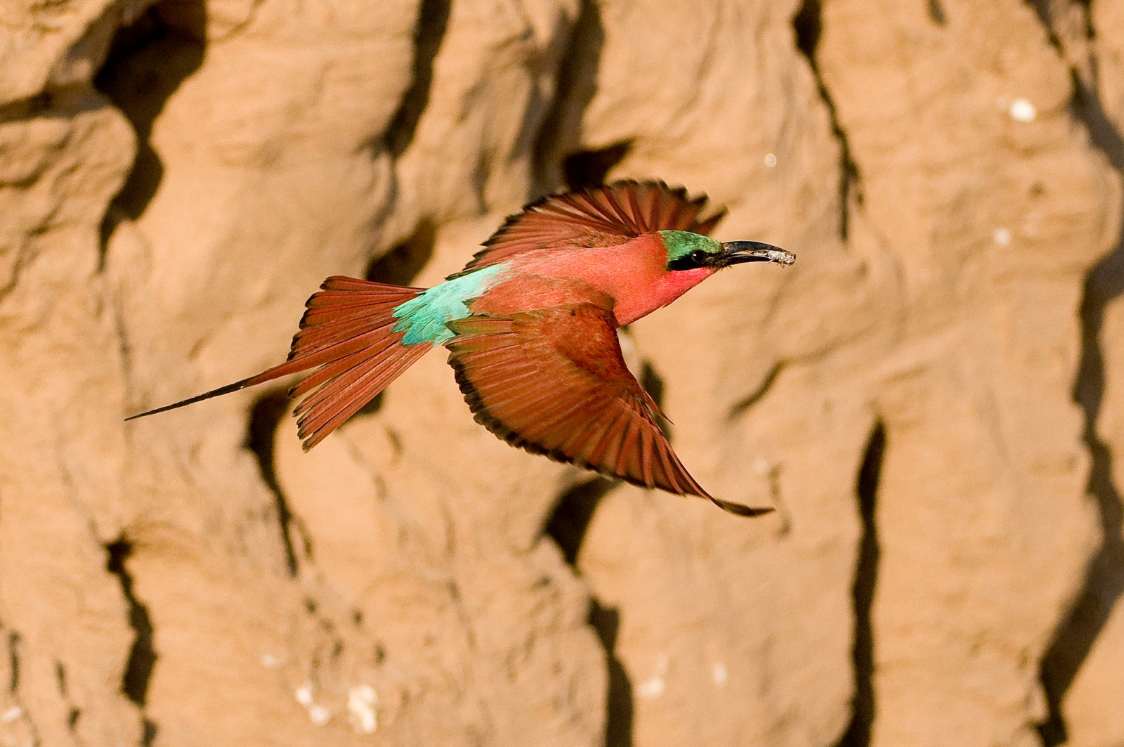 Ruckomechi Camp Ruckomechi Camp: Carmine Bee-Eater