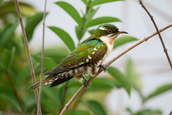 Sette Cama Eco Camp: Didric Cuckoo