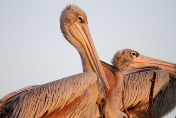 Shinde Footsteps Shinde Footsteps: Pelikane