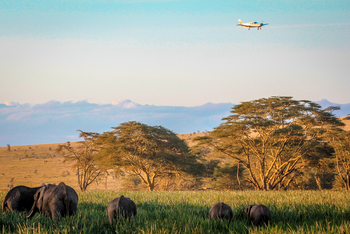 Sirikoi Lodge Sirikoi Lodge: Grasende Elefanten
