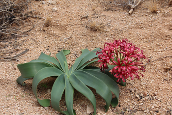 Spitzkoppen Lodge: Fireball Lily Scadoxus multiflorus