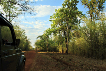Svasara Jungle Lodge: Game Drive