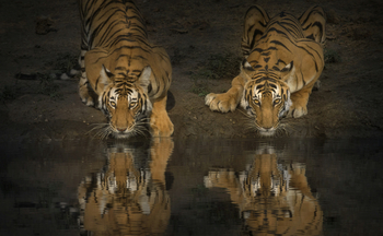 The Bison Resort: Trinkende Tiger