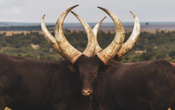 The River Camp: Ankole-Watusi Rinder mit mächtigen Hörnern auf Savanne