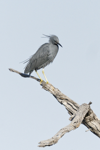 Tuludi Camp: Slaty Egret