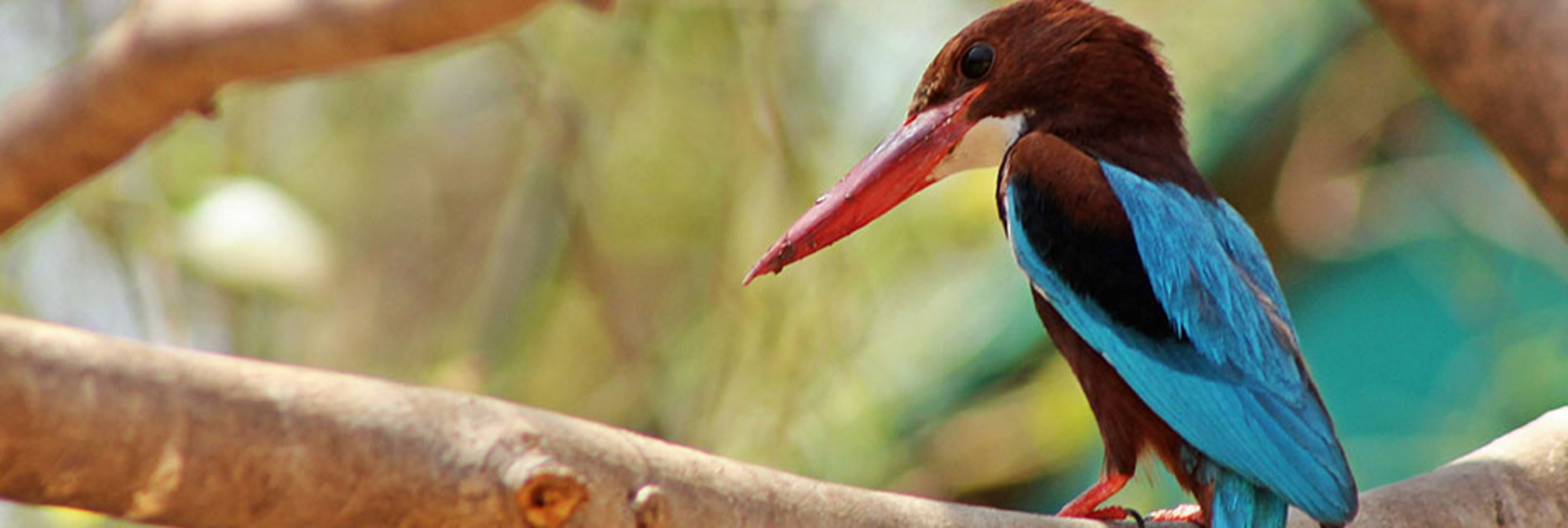 Woods at Sasan Woods at Sasan: White-throated Kingfisher