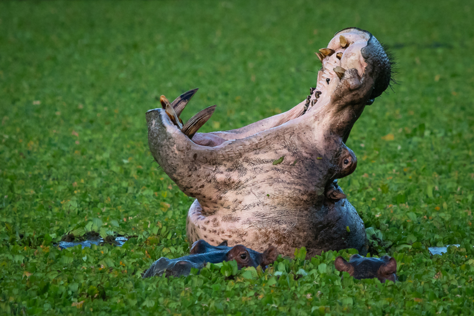 Bushcamp Company Bushcamp Company