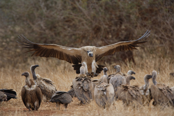 Cha Cha Metsi Camp: Weißrückengeier