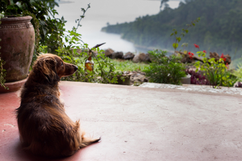 Chameleon Hill Forest Lodge: Hund auf Terasse
