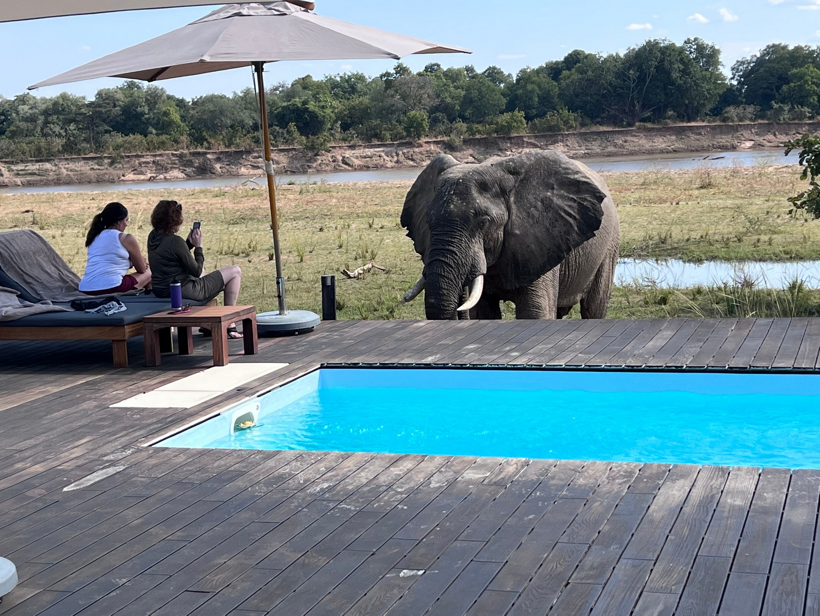 Chikunto Safari Lodge Chikunto Safari Lodge: Elefant vor dem Pool