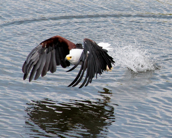 Chobe Princess: Der Augenblick nach dem Zugriff