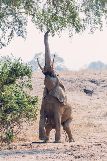 Classic Zambia Safaris Classic Zambia Safaris: Elefant bei der Ernte