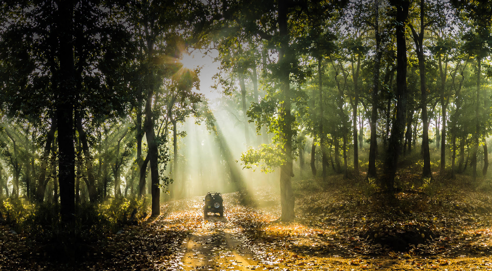 Flame of the Forest Safari Lodge Flame of the Forest Safari Lodge: Game Drive im Halbschatten