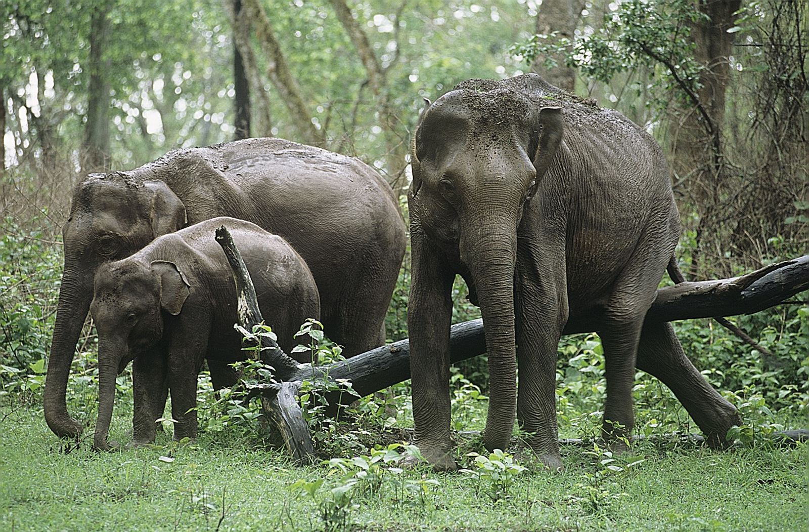 Nagarhole National Park Nagarhole National Park: Elefantengruppe