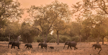 Kafunta River Lodge: Elefantenherde