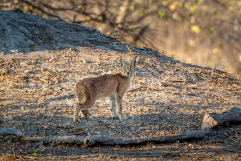King's Pool Camp King's Pool Camp: Karakal