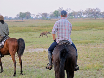 Kujwana Camp: Hyäne